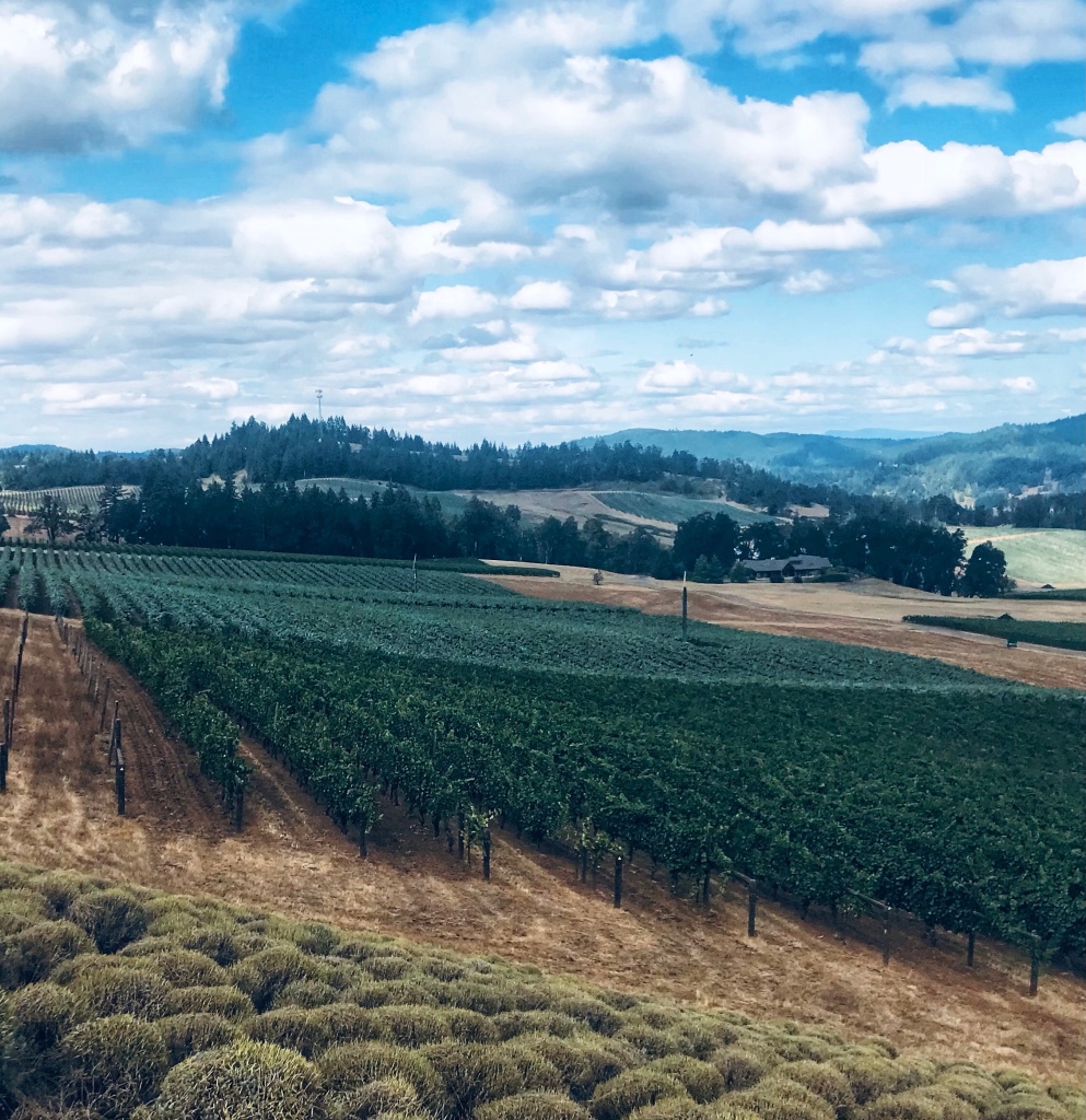 Take in the beautiful view at King Estate Winery in Eugene, Oregon.