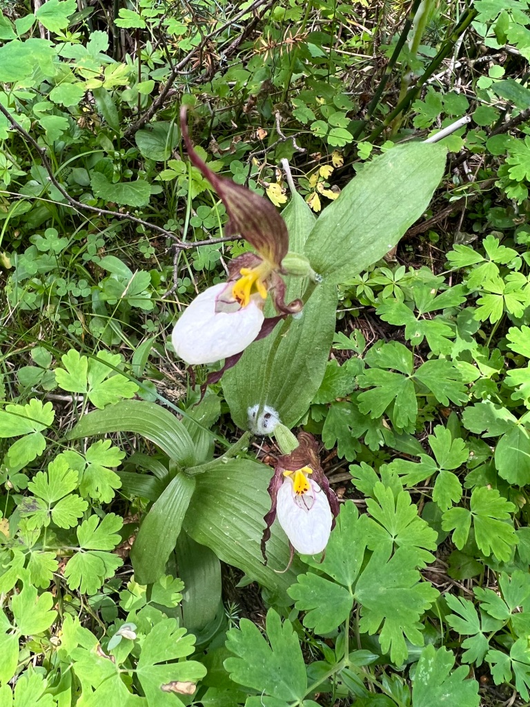 Lady slipper was among the wildflower we saw in the Wallowas.