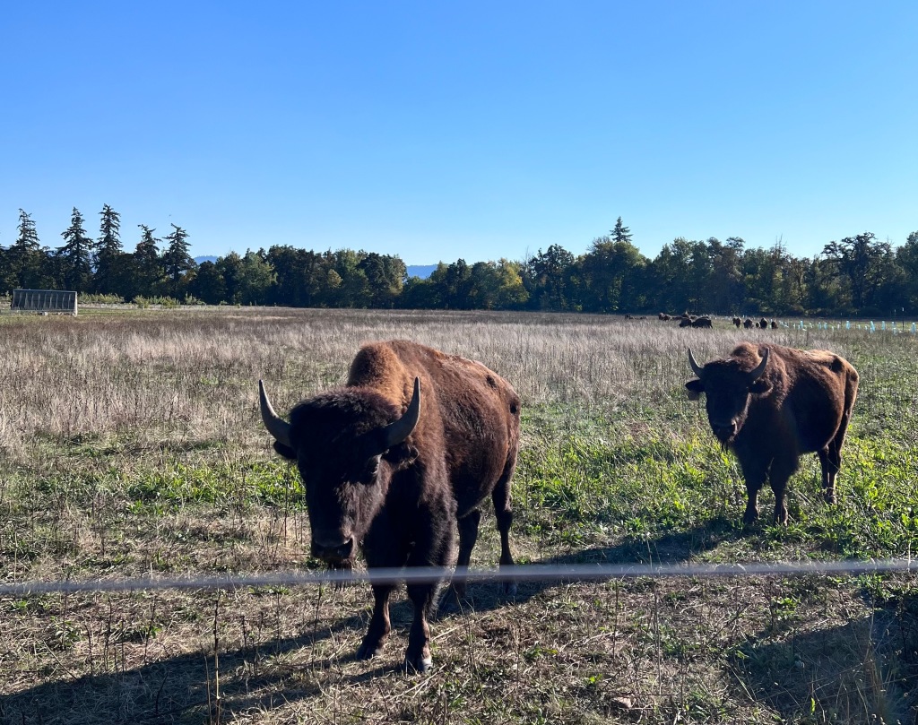 Bison farm near Eugene.