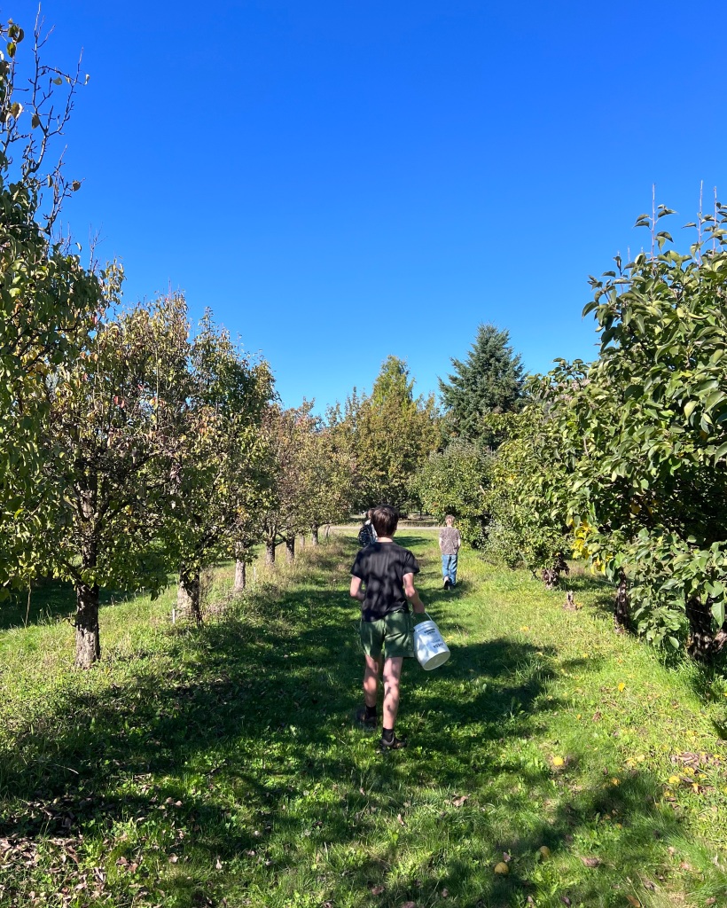Sustainable u-pick apple and pear orchard near Eugene, Oregon.